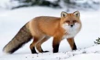 C:\Users\ПК\Desktop\images (3).jpg